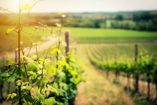 Les Dernières Tendances en Matière de Viticulture Biologique