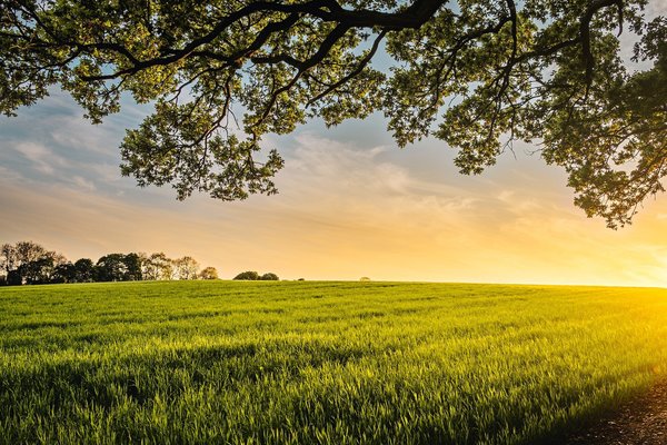 Quels sont les avantages de l'agriculture biologique ?