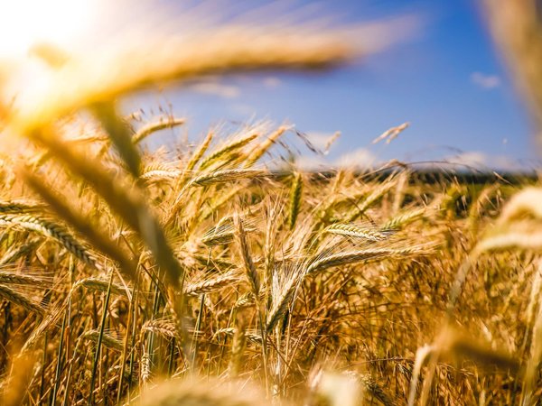 Les techniques d'agriculture durable : Comment faire pour nourrir le monde sans détruire la planète ?