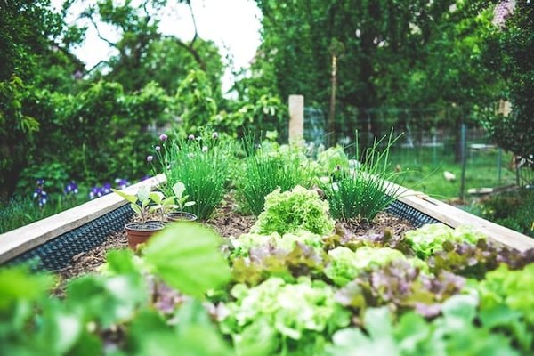 Les défis de l'agriculture urbaine
