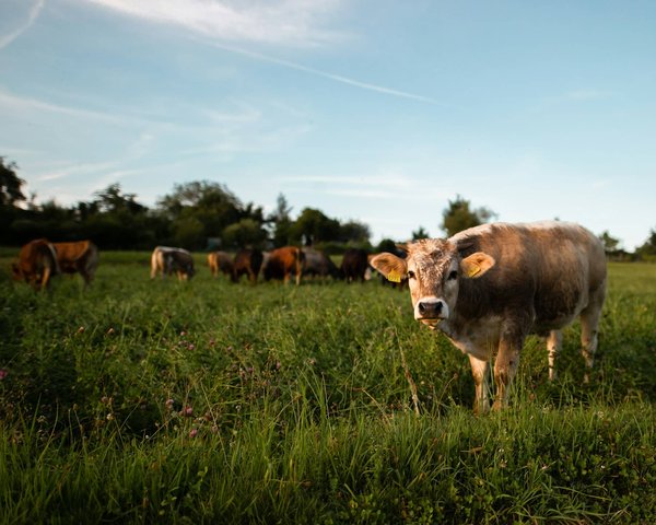 Les besoins nutritionnels des animaux d'élevage : Tout ce que vous devez savoir