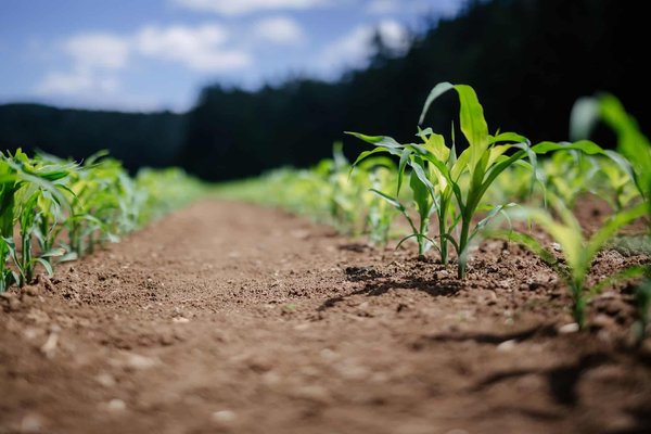 Impacts du changement climatique sur l'agriculture : comprendre les conséquences pour l'avenir de notre alimentation