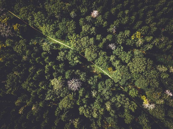 Quels sont les avantages de l'agroforesterie ?