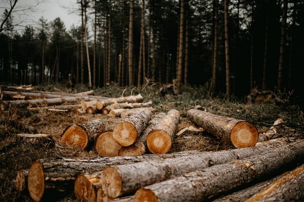 Quels sont les impacts de la déforestation?