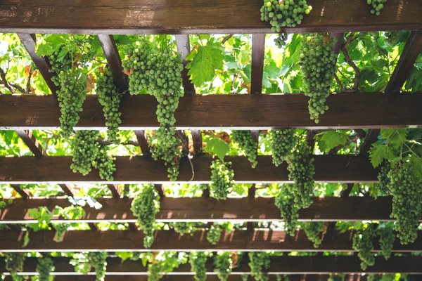 Quels sont les métiers de l'agriculture biologique ?