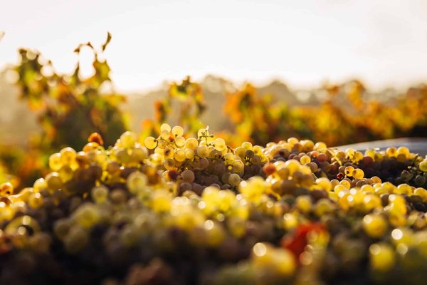 Découvrez les cépages utilisés en viticulture biologique