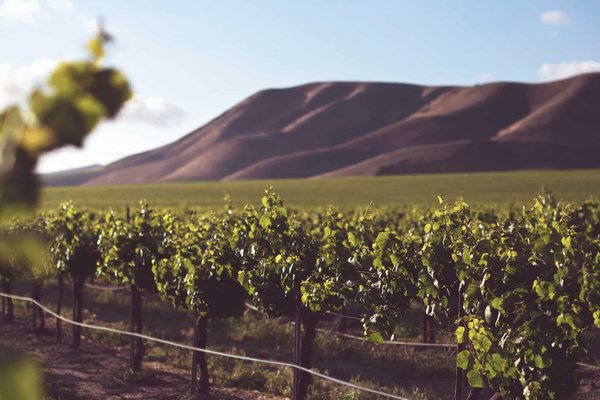 Quels sont les défis de la viticulture durable?