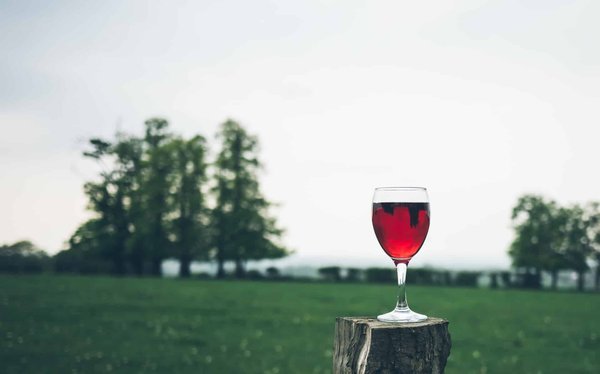Les enjeux de la vinification écologique